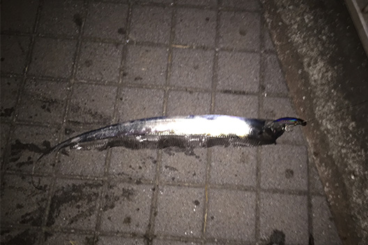 タチウオ サスケ裂波