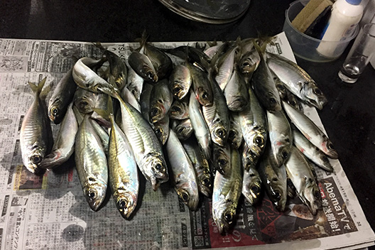 サビキ アジ
