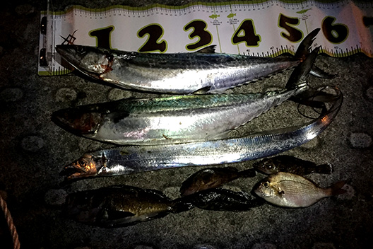 ショアジギ、神戸の沖堤防は7防でサゴシ釣ってきた。